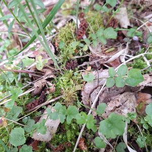 Cardamine pratensis subsp. pratensis