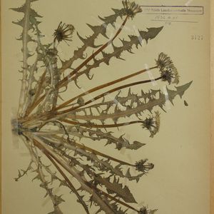 Taraxacum brevisectum