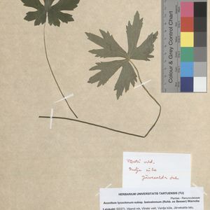 Aconitum lycoctonum subsp. lasiostomum