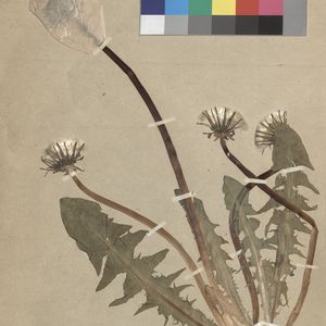 Taraxacum alatum
