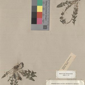 Taraxacum jaervikylense