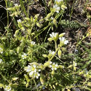 Cerastium pumilum subsp. glutinosum