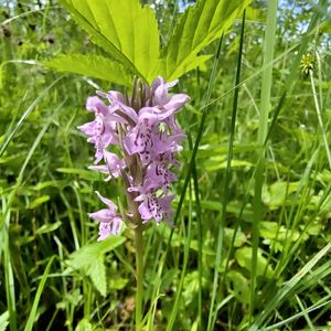 Dactylorhiza baltica × Dactylorhiza fuchsii