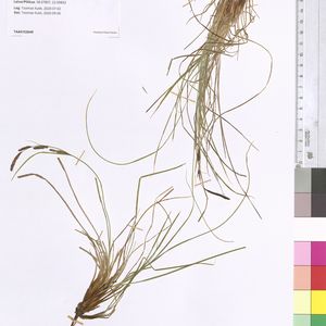 Carex nigra subsp. juncella
