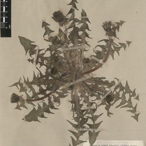 Taraxacum acutangulum