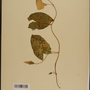 Calystegia sepium subsp. sepium