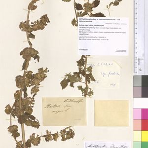 Ballota nigra subsp. foetida