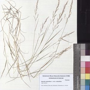 Agrostis stolonifera subsp. stolonifera