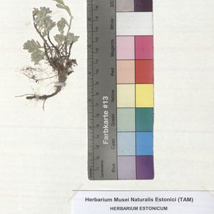 Alyssum montanum subsp. gmelinii