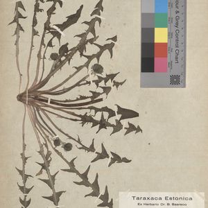 Taraxacum florstroemii