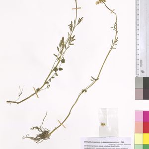 Cardamine pratensis subsp. paludosa