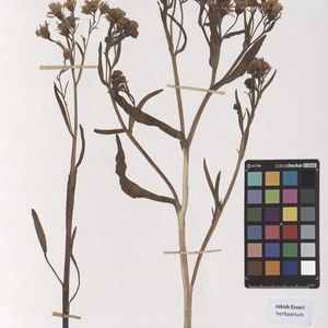 Aster tripolium subsp. tripolium