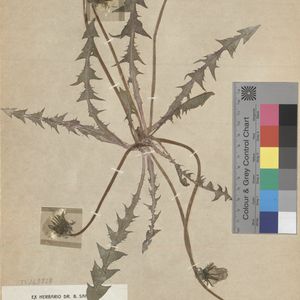 Taraxacum cuspidifrons