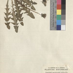 Taraxacum parvuliceps