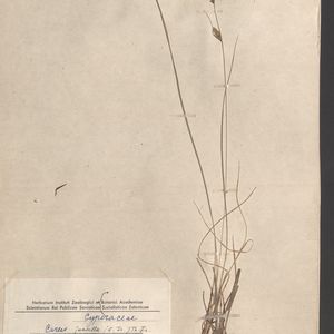 Carex nigra subsp. juncella