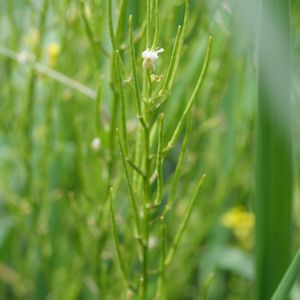 Barbarea vulgaris subsp. vulgaris