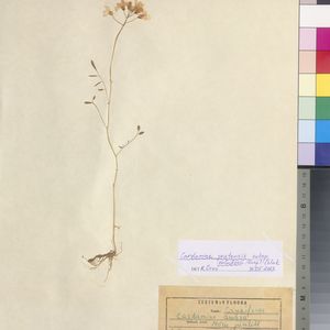 Cardamine pratensis subsp. paludosa