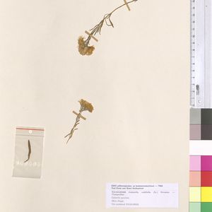 Aster sedifolius subsp. sedifolius