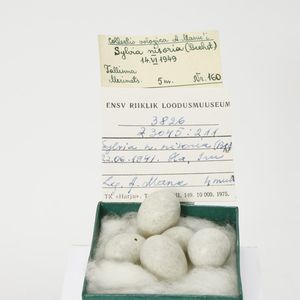 Curruca nisoria nisoria