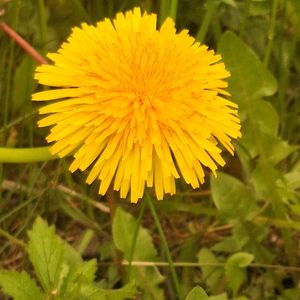 Taraxacum taraxacum