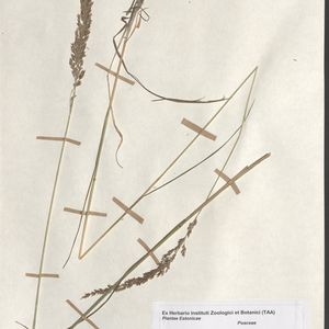 Calamagrostis neglecta subsp. stricta
