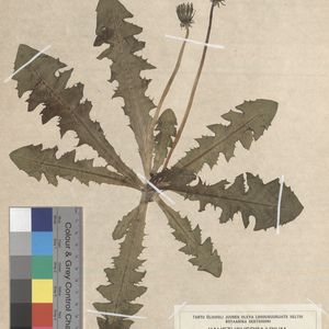 Taraxacum expallidiforme