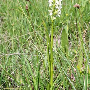 Dactylorhiza ochroleuca