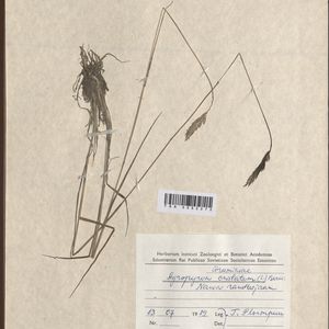Agropyron cristatum subsp. pectinatum