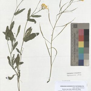 Brassica rapa subsp. rapa