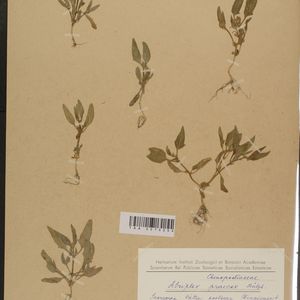 Atriplex longipes subsp. praecox