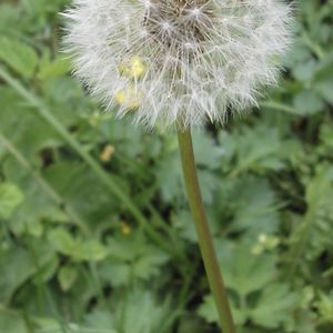 Taraxacum taraxacum