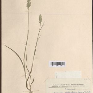 Agropyron cristatum subsp. pectinatum