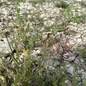 Atriplex longipes subsp. praecox