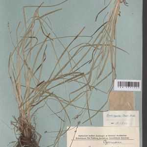 Carex muricata subsp. lamprocarpa