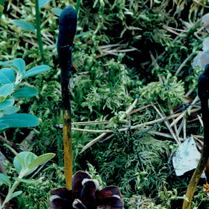 Tolypocladium ophioglossoides