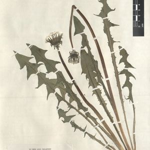 Taraxacum canaliculatum