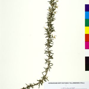 Salvia rosmarinus