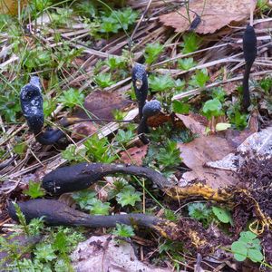 Tolypocladium ophioglossoides