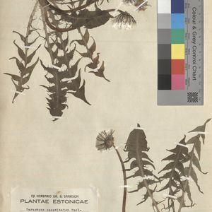 Taraxacum cacuminatum