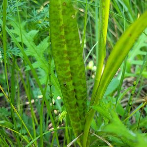 Dactylorhiza baltica × Dactylorhiza fuchsii