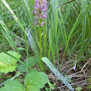 Dactylorhiza cruenta