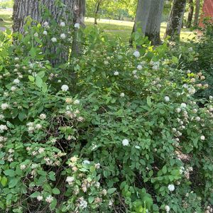 Spiraea chamaedryfolia