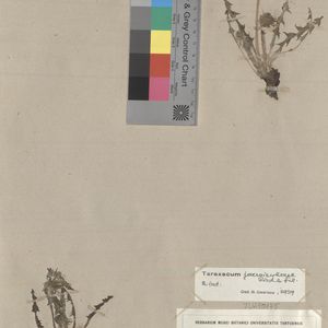 Taraxacum jaervikylense