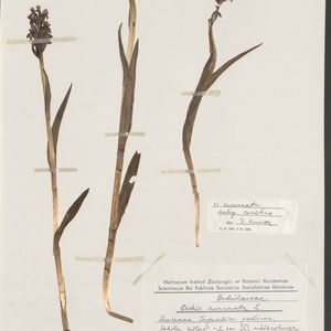 Dactylorhiza incarnata var. serotina