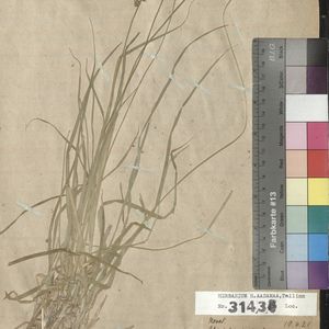 Carex muricata subsp. lamprocarpa