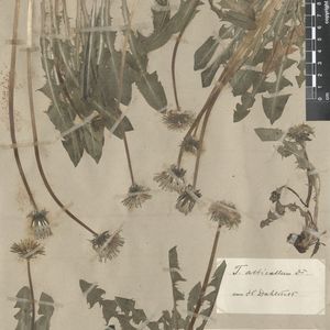 Taraxacum albicollum