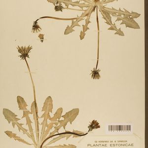 Taraxacum firmulifolium