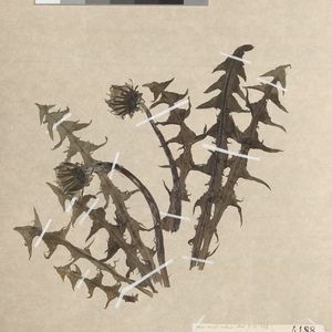 Taraxacum aequilobum