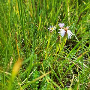 Aster tripolium subsp. tripolium