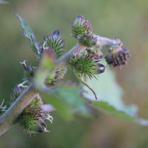 Xanthium occidentale